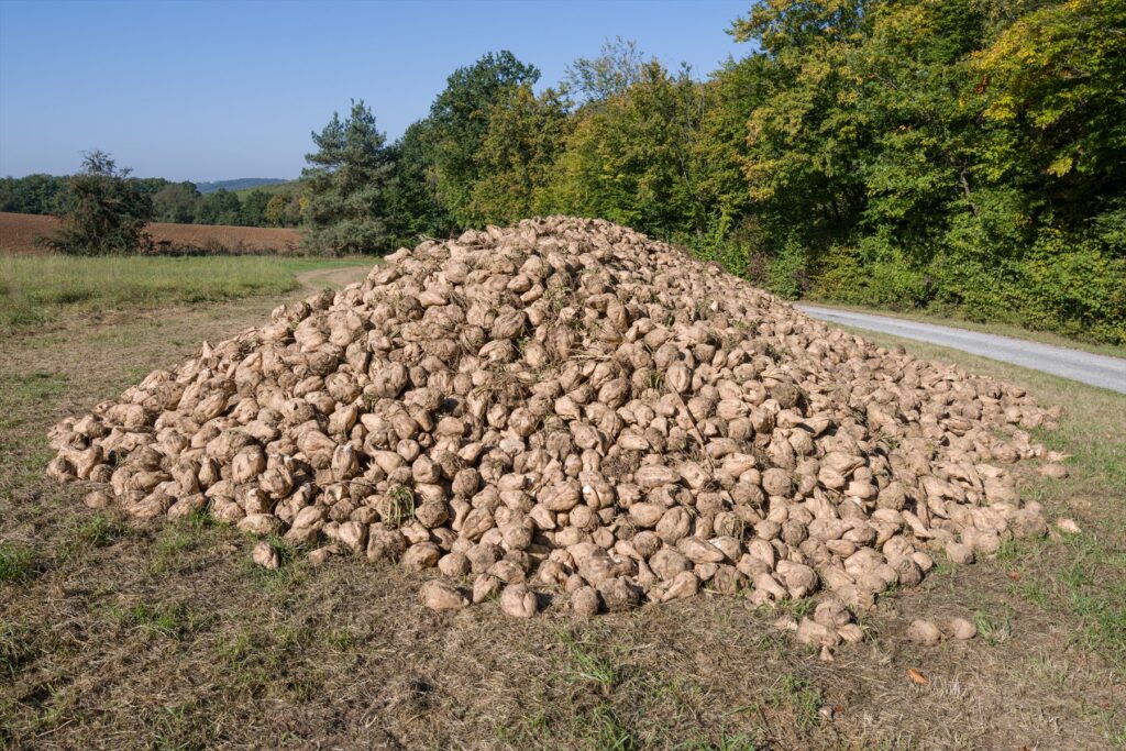 Velká hromada sklizené cukrové řepy na okraji pole připravená k odvozu do cukrovaru.